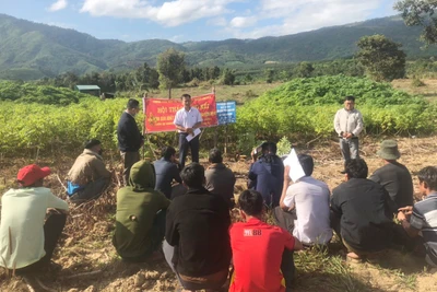 Chư Păh đánh giá kết quả thâm canh cây mì an toàn dịch bệnh 