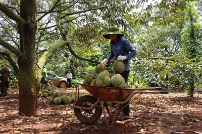 Sầu riêng vào mùa cao điểm xuất khẩu