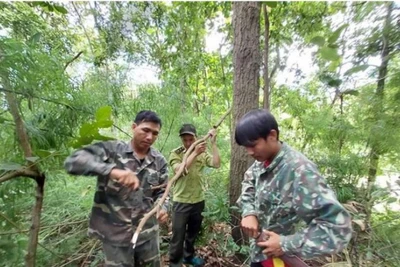 Đắk Lắk: Ngăn chặn tình trạng phá rừng, lấn chiếm đất lâm nghiệp