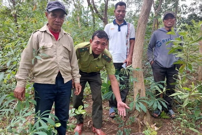 Rừng gỗ trắc “Báu vật” của làng Alao