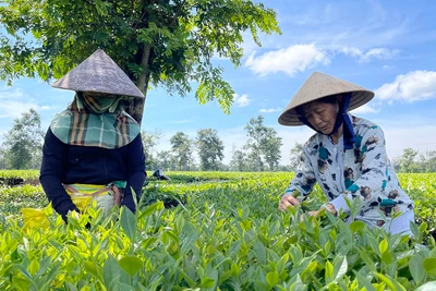 Hồng trà Shan Tuyết: Kết nối giá trị từ quá khứ đến tương lai