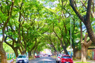 Cây xanh đô thị: 'Điểm nhấn' của Buôn Ma Thuột