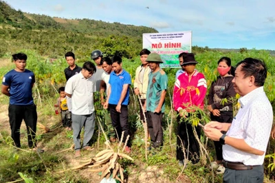 Phú Thiện nhân rộng giống mì sạch bệnh 