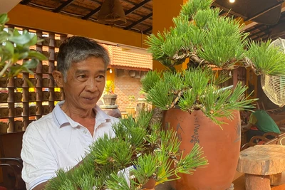 Hội quán bonsai Gia Lai: Nơi hội tụ và nuôi dưỡng đam mê 