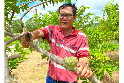 An Khê đẩy mạnh tái cơ cấu ngành nông nghiệp