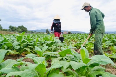 Phát huy giá trị nhãn hiệu chứng nhận “Thuốc lá lá Krông Pa-Gia Lai”