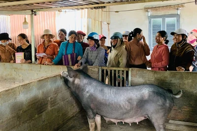 Đak Đoa ưu tiên dạy nghề cho lao động dân tộc thiểu số