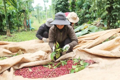 Ngày 13-9, giá cà phê trong nước tăng 1.000 đồng/kg 