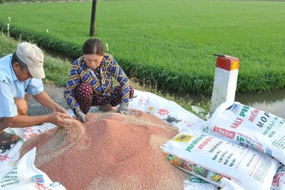 Nhà nông lại lo phân bón ăn mòn lợi nhuận