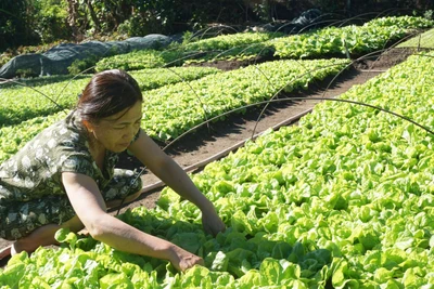 Sa Thầy: Người dân tất bật vào vụ rau Tết