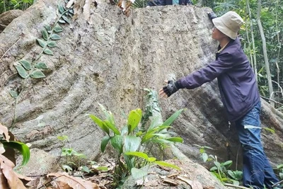 Vụ cây cổ thụ bị 'xẻ thịt' giữa rừng phòng hộ ở Bình Định: Khởi tố vụ án, chuyển công an tiếp tục điều tra