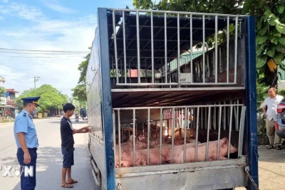 Thái Nguyên: Phát hiện, tiêu hủy gần 8 tạ lợn chết và lợn mắc bệnh