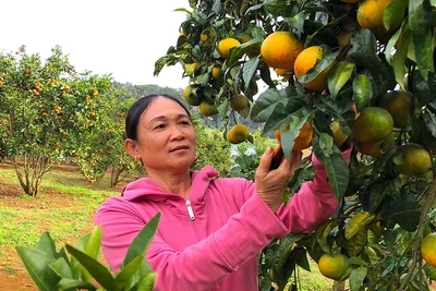 Vườn cam Tây Sơn