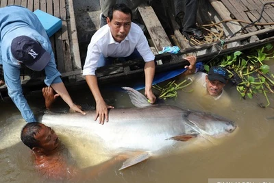 Thêm một con cá khổng lồ vừa được trả về lại dòng sông Mekong