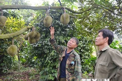 Giá sầu riêng đầu vụ tăng cao, nông dân Đắk Lắk vừa mừng vừa lo