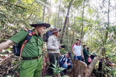 “Máu” vẫn chảy trên những cánh rừng nguyên sinh