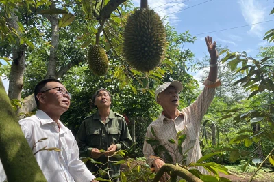 Biết trước rủi ro nhưng nông dân vẫn mạo hiểm trồng sầu riêng