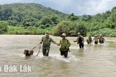 Giữ bình yên cho Chư Yang Sin