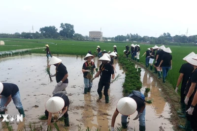 Du lịch trải nghiệm làm nông dân ở Làng cổ Đường Lâm thu hút khách quốc tế