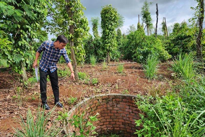 “Bẫy” chết người trong rẫy cà phê