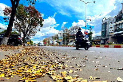 Bất chợt mùa lá rụng