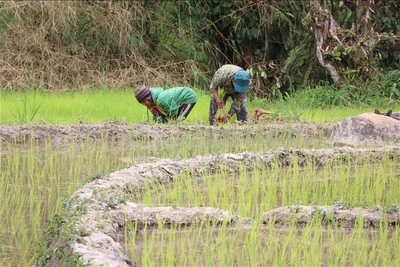 Kon Tum: Khuyến cáo nông dân không xuống giống sau mưa trái mùa