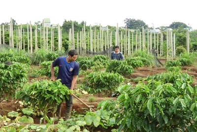 Nông dân Ia Grai thi đua sản xuất kinh doanh giỏi