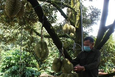 Đắk Lắk xây dựng nhãn hiệu 'Sầu riêng Krông Búk'