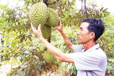 Tham quan, thưởng thức sầu riêng tại vườn