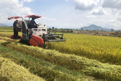 Đak Đoa đưa giống lúa mới vào sản xuất