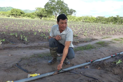 Tưới nhỏ giọt cho cây thuốc lá: Hiệu quả vượt trội 