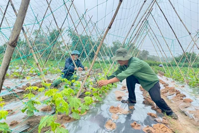 An Khê chủ động tránh hạn cuối vụ Đông Xuân