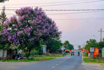 Chùm ảnh: Hoa Bằng lăng nở rộ