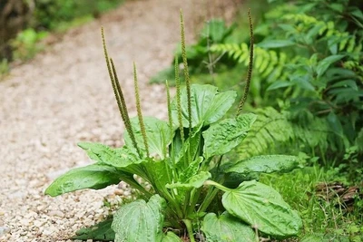 Loại rau dại không trồng, chẳng chăm mà mọc xanh tốt, bổ ngang sâm