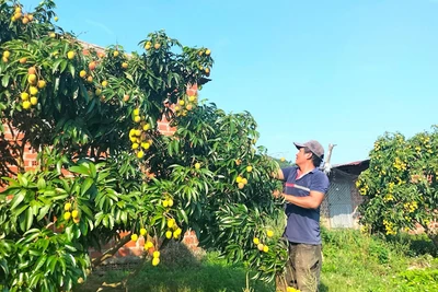 Nông dân trồng vải ở Kbang thiệt hại kép