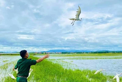 Bầy chim trời trong bất hạnh phóng sinh