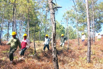 Điều tra, xử lý nghiêm vụ khai thác rừng trái phép tại Vườn quốc gia Bidoup-Núi Bà