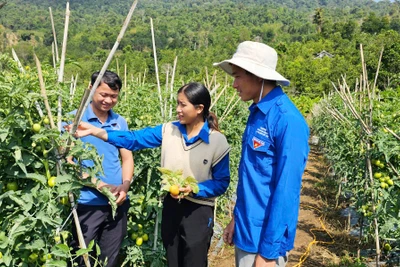 Thanh niên người Dao vượt khó làm kinh tế giỏi