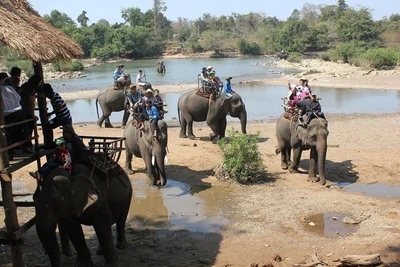 Bảo tồn voi ở Đắk Lắk, đã thấy ánh sáng cuối đường hầm: Tháo xiềng xích để voi nhà trở về rừng xanh