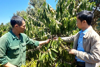 Tập trung phòng trừ rệp sáp gây hại cà phê