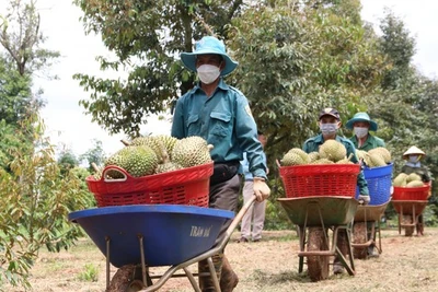 Sầu riêng tăng lên 100.000 đồng/kg, xuất sang Trung Quốc bán 270.000 đồng/kg 