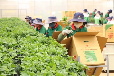 Doanh nghiệp TP. Hồ Chí Minh “bén đất” Gia Lai