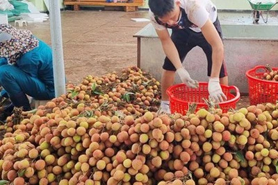 Rau củ, trái cây Tây Nguyên đổ về TP HCM ngày càng nhiều