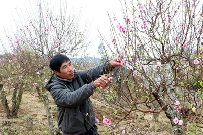 Thời tiết dịp Tết: Đông Bắc Bộ chuyển rét từ đêm 28 Tết, vùng núi rét đậm