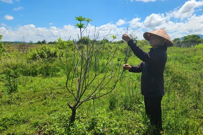 Tranh chấp do mua bán đất bằng giấy viết tay 