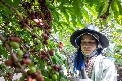 Giá cà phê robusta ngược chiều thế giới