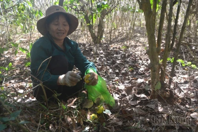 Sản xuất điều ở Đắk Nông sa sút