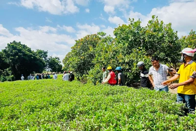 Krông Pa: Tổ hội nghề nghiệp thúc đẩy phát triển sản xuất