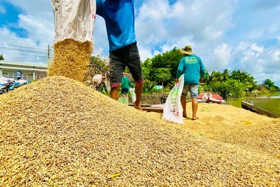 Không nên mua gạo tích trữ