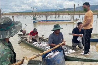 Đề nghị Công ty thủy điện Ya Ly hỗ trợ 2,9 tỉ đồng cho hộ dân có cá chết